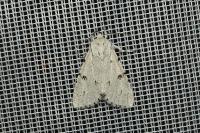 Acronicta leporina