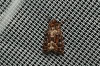 Lycophotia porphyrea