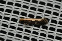 Monopis crocicapitella
