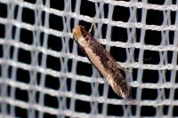Monopis crocicapitella