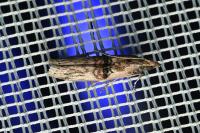 Nephopterix angustella