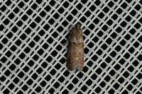 Acrobasis consociella