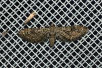 Eupithecia nanata