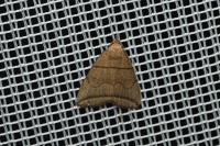 Herminia grisealis