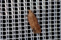 Bryotropha
