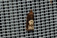 Epinotia trigonella