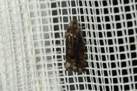 Cydia splendana