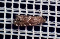 Cydia coniferana