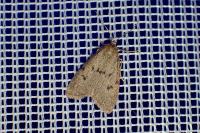 Apaidia mesogona