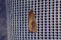 Endothenia quadrimaculana