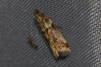 Acrobasis consociella