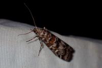 Dioryctria sylvestrella