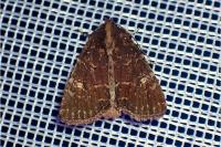 Mesapamea secalella/secalis