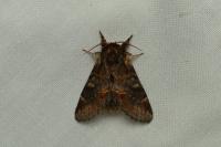 Notodonta dromedarius