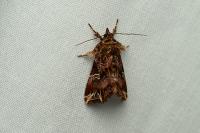 Callopistria juventina