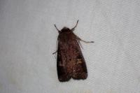 Xestia xanthographa