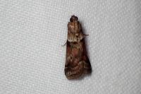 Acrobasis consociella