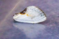Cilix glaucata/hispanica