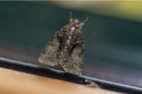 Cryphia algae