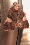 Tyta luctuosa