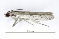 Phycitodes albatella