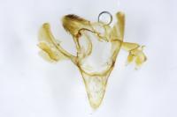 Phycitodes albatella