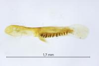 Phycitodes albatella