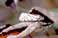 Emmelia trabealis
