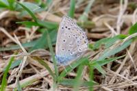 Polyommatus icarus