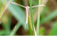 Emmelina argoteles/monodactyla