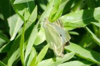 Pieris brassicae