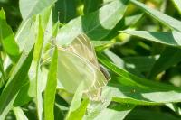 Pieris brassicae