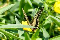 Papilio machaon