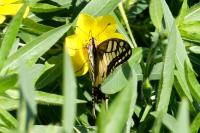 Papilio machaon