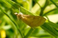 Ostrinia nubilalis