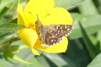 Pyrgus armoricanus