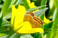 Polyommatus icarus
