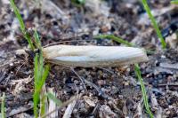 Agriphila tristella