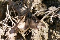 Autographa gamma