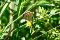 Polyommatus icarus