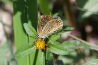 Polyommatus icarus
