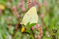 Colias crocea