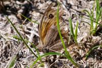 Maniola jurtina
