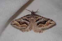 Scotopteryx peribolata