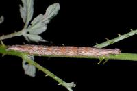 Catocala elocata