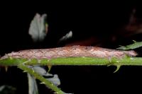 Catocala elocata