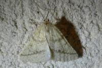 Aspitates ochrearia