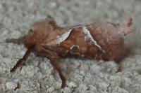 Triodia sylvina