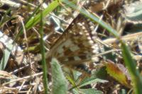 Pyrgus armoricanus