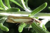 Crambus pascuella
